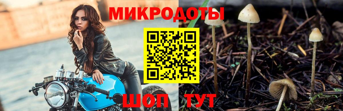 Псилоцибиновые грибы Psilocybe Зима